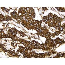R&D Systems&trade;&nbsp;VECTASTAIN&trade; ELITE&trade; ABC anti-Mouse IgG HRP Immunodetection Kit