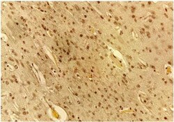 VEGF Antibody (VG76e) - BSA Free, Novus Biologicals:Antibodies:Primary