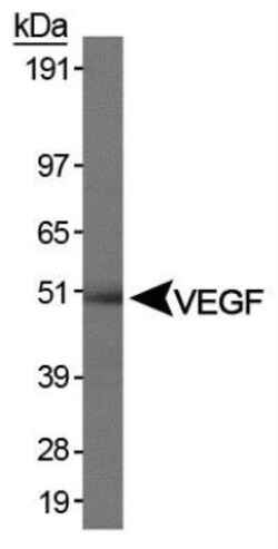 VEGF Antibody (VG76e) - BSA Free, Novus Biologicals:Antibodies:Primary