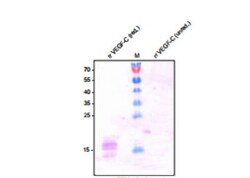 VEGF-C Antibody (9/G10) - Azide and BSA Free, Novus Biologicals 0.1 mg;