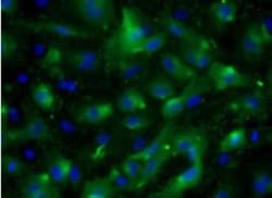 VEGFR2/KDR/Flk-1 Antibody (20I6) - Azide and BSA Free, Novus Biologicals