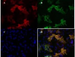 VEGFR2/KDR/Flk-1 Antibody (4H3) - Azide and BSA Free, Novus Biologicals