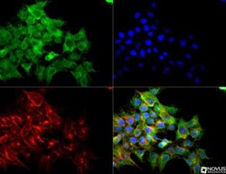 VEGFR2/KDR/Flk-1 Antibody, Novus Biologicals 0.1mL; Unlabeled:Antibodies,