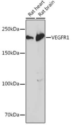 VEGFR1/Flt-1 Rabbit anti-Mouse, Rat, Clone: 7F1A3, Novus Biologicals 20 &mu;g | Buy Online | Novus Biologicals | Fisher Scientific