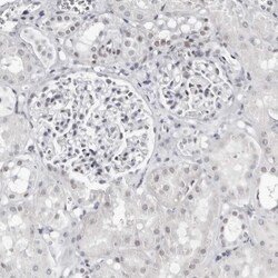 VEZF1 Antibody, Novus Biologicals 0.1mL; Unlabeled:Antibodies, Polyclonal