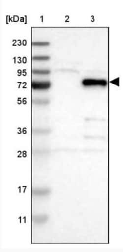 VEZT Antibody, Novus Biologicals 25ul | Buy Online | Novus Biologicals | Fisher Scientific