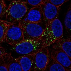 VGF Antibody, Novus Biologicals:Antibodies:Primary Antibodies