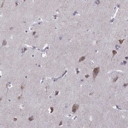 VGF Antibody, Novus Biologicals:Antibodies:Primary Antibodies