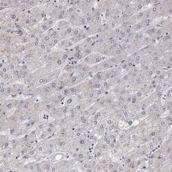 VGF Antibody, Novus Biologicals:Antibodies:Primary Antibodies