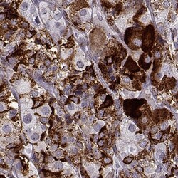 VGF Antibody, Novus Biologicals:Antibodies:Primary Antibodies