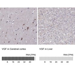 VGF Antibody, Novus Biologicals:Antibodies:Primary Antibodies