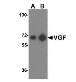 VGF Antibody - BSA Free, Novus Biologicals 0.1mg; Unlabeled:Antibodies,