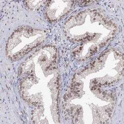 VGLL4 Antibody, Novus Biologicals 0.1 mL | Buy Online | Novus Biologicals | Fisher Scientific