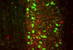 VGLUT1 Antibody (S28-9), Novus Biologicals 100&mu;g; Unlabeled:Antibodies,