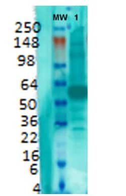 VGLUT1 Antibody (S28-9), Novus Biologicals 100&mu;g; Unlabeled:Antibodies,