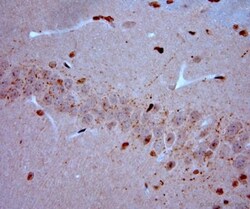 VGluT3 Antibody, Novus Biologicals 0.025 mL; Unconjugated:Antibodies, Polyclonal