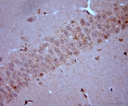 VGluT3 Antibody, Novus Biologicals 0.025 mL; Unconjugated:Antibodies, Polyclonal