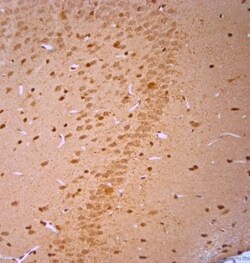 VGluT3 Antibody, Novus Biologicals 0.025 mL; Unconjugated:Antibodies, Polyclonal