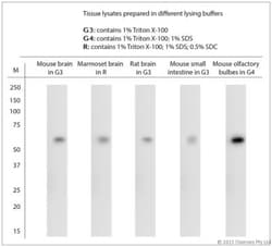 VGluT3 Antibody, Novus Biologicals 0.025 mL; Unconjugated:Antibodies, Polyclonal