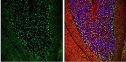 VIAAT/SLC32A1/VGAT Antibody, Novus Biologicals 0.1mL; Unlabeled:Antibodies,