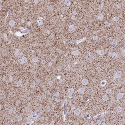 VIAAT/SLC32A1/VGAT Antibody, Novus Biologicals:Antibodies:Primary Antibodies