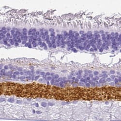 VIAAT/SLC32A1/VGAT Antibody, Novus Biologicals:Antibodies:Primary Antibodies