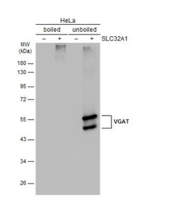 VIAAT/SLC32A1/VGAT Antibody, Novus Biologicals 0.1mL; Unlabeled:Antibodies,