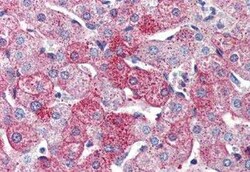 VIGR/GPR126 Antibody - BSA Free, Novus Biologicals 50 &mu;g | Buy Online | Novus Biologicals | Fisher Scientific