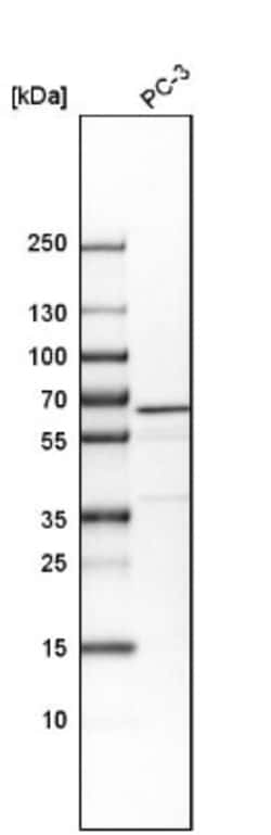 VIPAR Antibody, Novus Biologicals:Antibodies:Primary Antibodies
