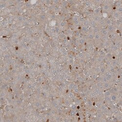 VISTA/B7-H5/PD-1H Antibody, Novus Biologicals 25 &mu;L; Unlabeled:Antibodies,
