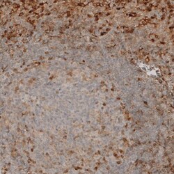 VISTA/B7-H5/PD-1H Antibody, Novus Biologicals 25 &mu;L; Unlabeled:Antibodies,