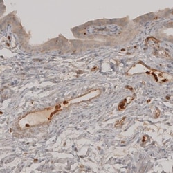 VISTA/B7-H5/PD-1H Antibody, Novus Biologicals 25 &mu;L; Unlabeled:Antibodies,