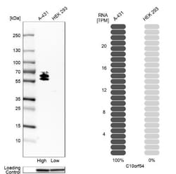 VISTA/B7-H5/PD-1H Antibody, Novus Biologicals 25 &mu;L; Unlabeled:Antibodies,