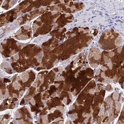 VKORC1 Antibody, Novus Biologicals 0.1mL; Unlabeled:Antibodies, Polyclonal
