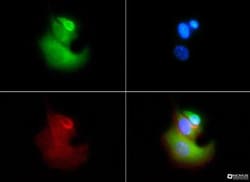 VLDLR Antibody (6A6) - BSA Free, Novus Biologicals:Antibodies:Primary Antibodies