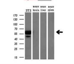 VMAT2 Antibody (OTI9E11), Novus Biologicals 0.1mL; Unlabeled:Antibodies,
