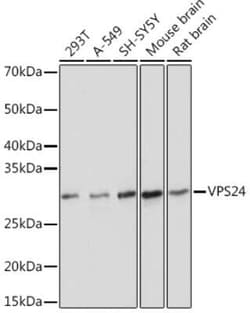 VPS24 Rabbit anti-Human, Mouse, Rat, Clone: 1L10B7, Novus Biologicals 20