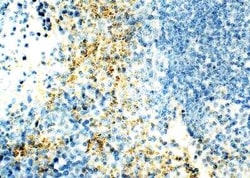 VPS29 Antibody, Novus Biologicals 100 &mu;g; Unconjugated:Antibodies, Polyclonal