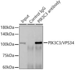 VPS34 Rabbit anti-Human, Mouse, Rat, Clone: 9U5O3, Novus Biologicals 100