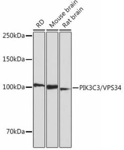 VPS34 Rabbit anti-Human, Mouse, Rat, Clone: 9U5O3, Novus Biologicals 100