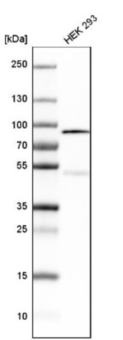 VPS35 Antibody, Novus Biologicals 0.1mL; Unlabeled:Antibodies, Polyclonal
