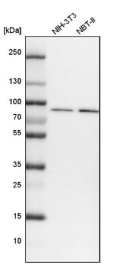 VPS35 Antibody, Novus Biologicals 0.1mL; Unlabeled:Antibodies, Polyclonal