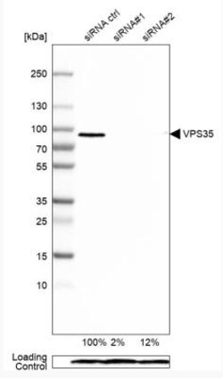 VPS35 Antibody, Novus Biologicals 0.1mL; Unlabeled:Antibodies, Polyclonal