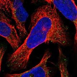 VPS36 Antibody, Novus Biologicals 0.1mL; Unlabeled:Antibodies, Polyclonal