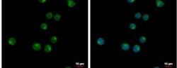 VPS37C Antibody, Novus Biologicals 0.1mg; Unlabeled:Antibodies, Polyclonal