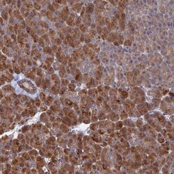 VPS37C Antibody, Novus Biologicals 25 &mu;L; Unlabeled:Antibodies, Polyclonal