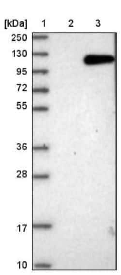 VPS41 Antibody, Novus Biologicals 0.1mL; Unlabeled:Antibodies, Polyclonal