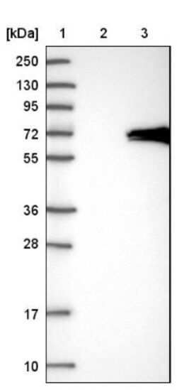 VPS45 Antibody, Novus Biologicals 0.1mL; Unlabeled:Antibodies, Polyclonal
