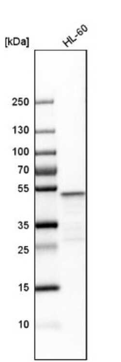 VRK1 Antibody, Novus Biologicals:Antibodies:Primary Antibodies