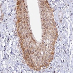 VSTM2L Antibody, Novus Biologicals 0.1mL; Unlabeled:Antibodies, Polyclonal